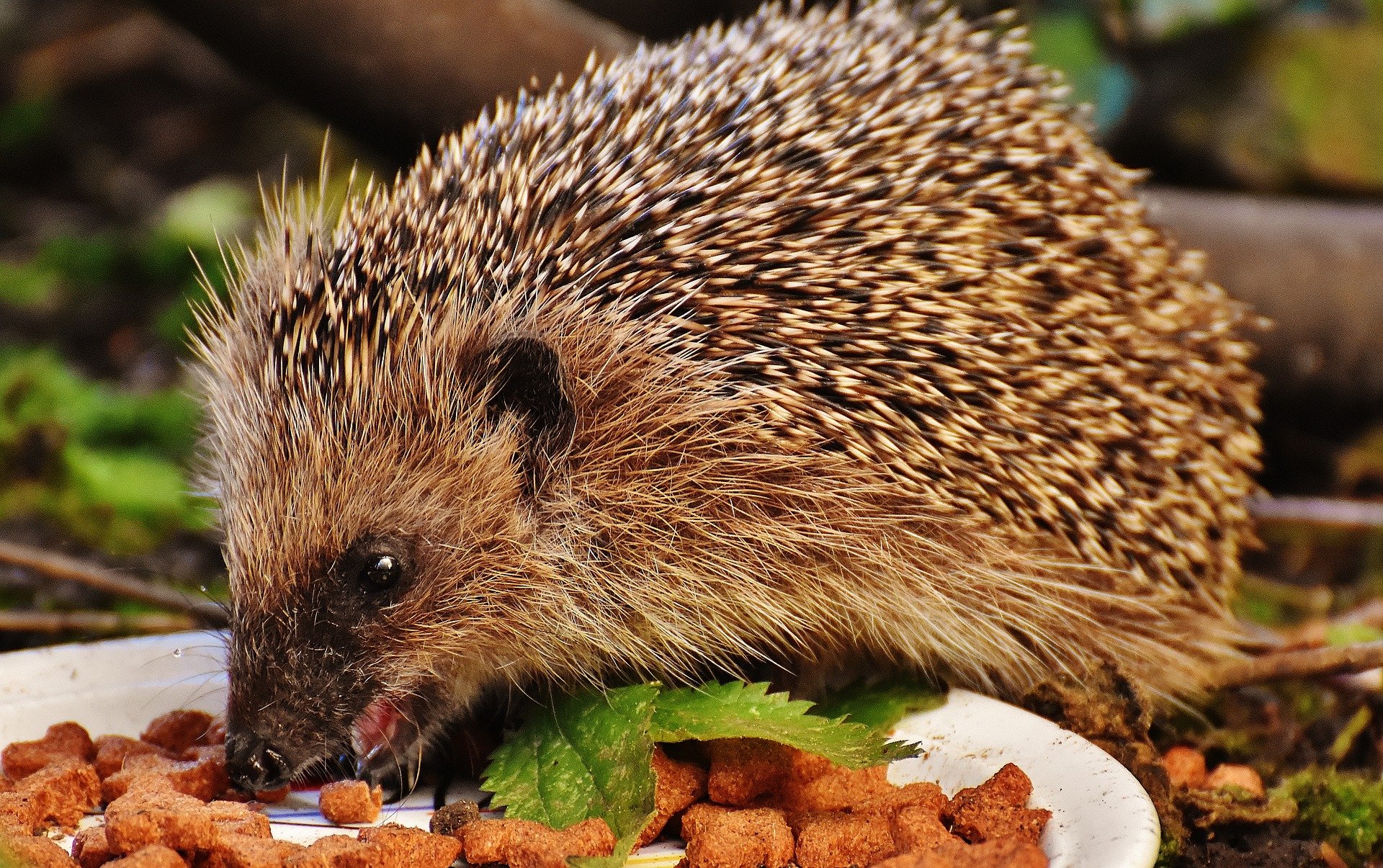 Hérisson d'Europe mangeant des croquettes dans une assiette