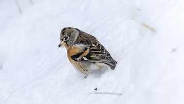 Rencontre des bénévoles ariégeois de la LPO Occitanie