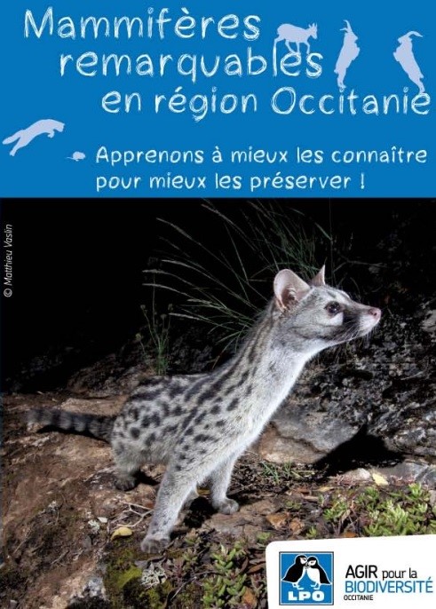 Mammifères remarquables de la région Occitanie