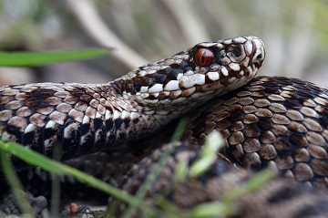 Atlas des amphibiens et des reptiles des Pays de la Loire