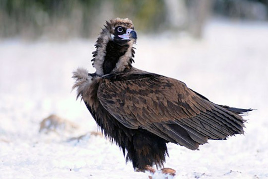 Vautour moine sur un sol enneigé © Bruno Berthémy