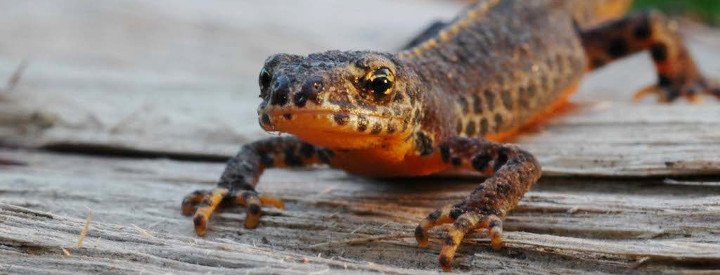 Triton Alpestre LPO Ligue Pour La Protection Des Oiseaux Agir 