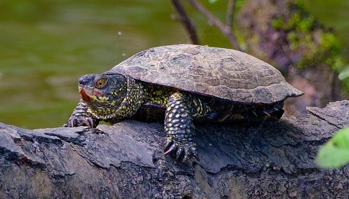 A la recherche des Cistudes d'Europe