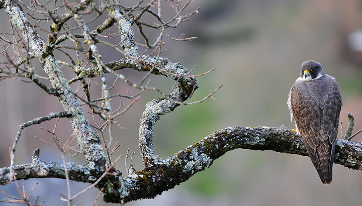 Faucon pèlerin en Dordogne : bilan du suivi 2025 !