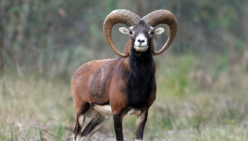 Lozère : suspension de la chasse aux mouflons