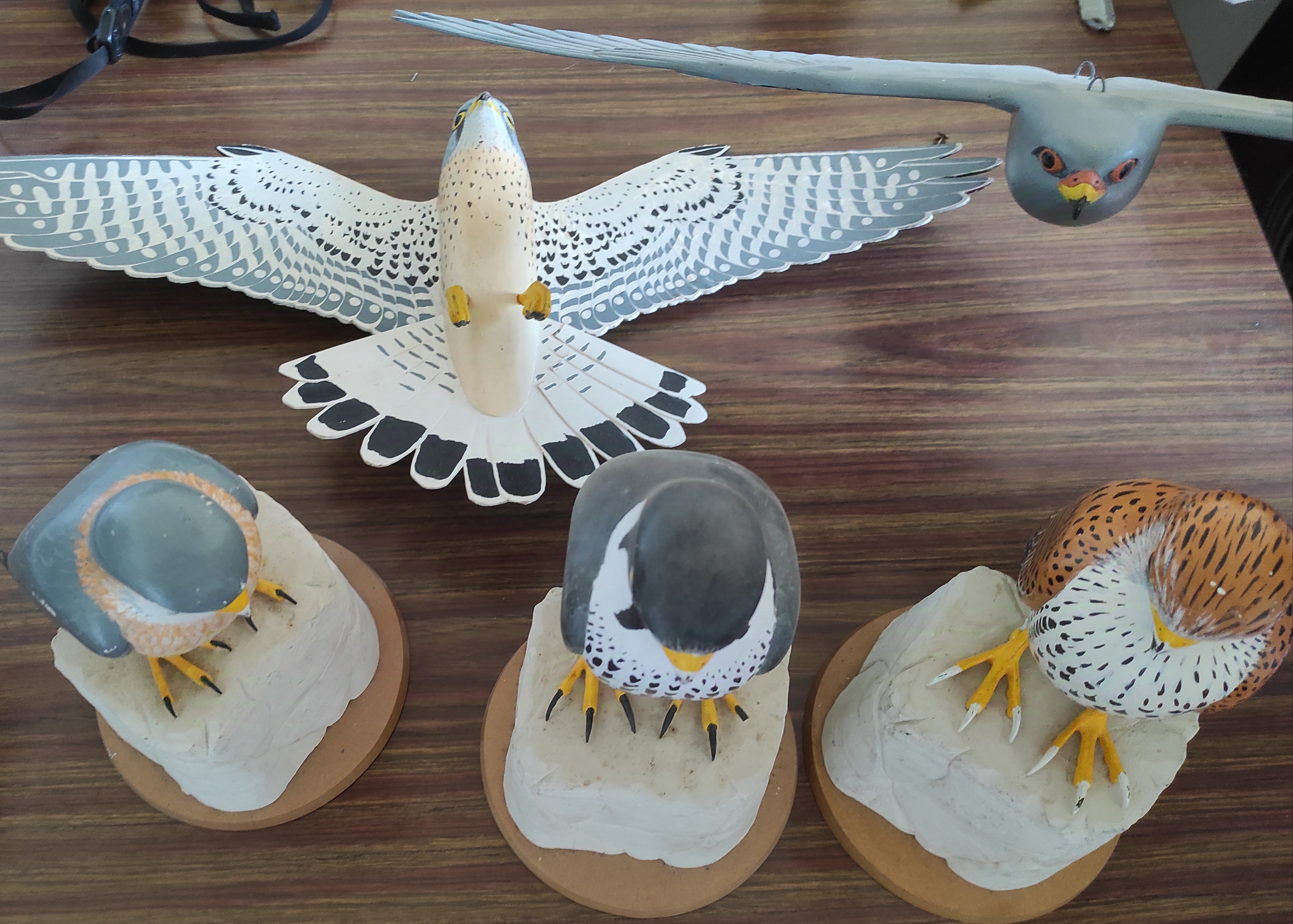Maquettes 3D présentant des faucons méditerranéens