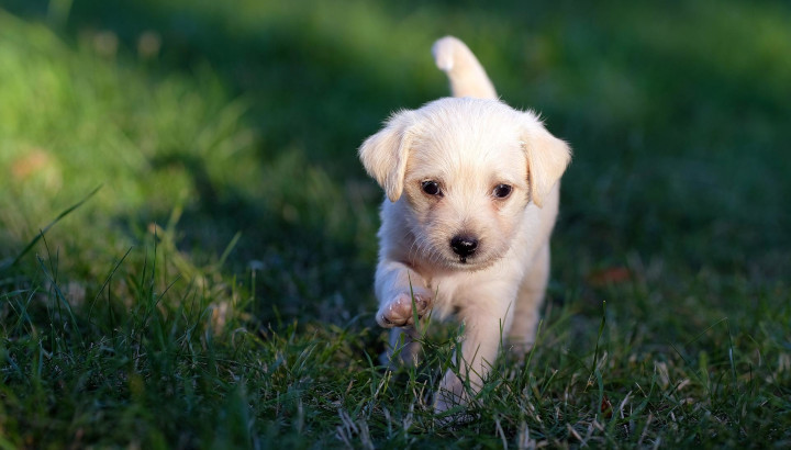 chiot blanc dans l'herbe