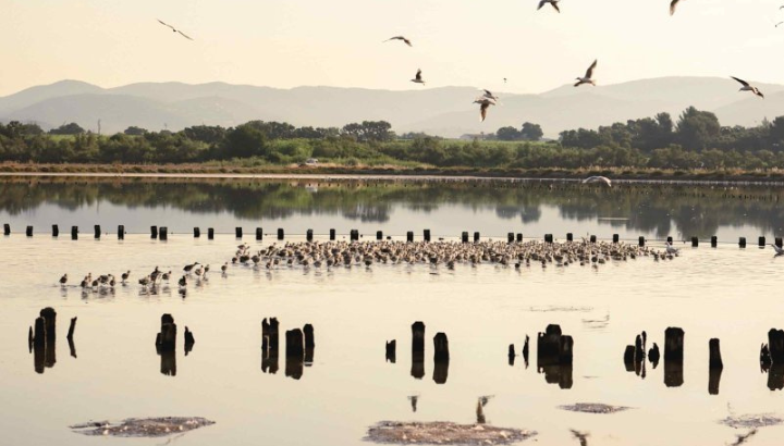 Une colonie record de Goélands railleurs s’installe aux Vieux Salins d’Hyères