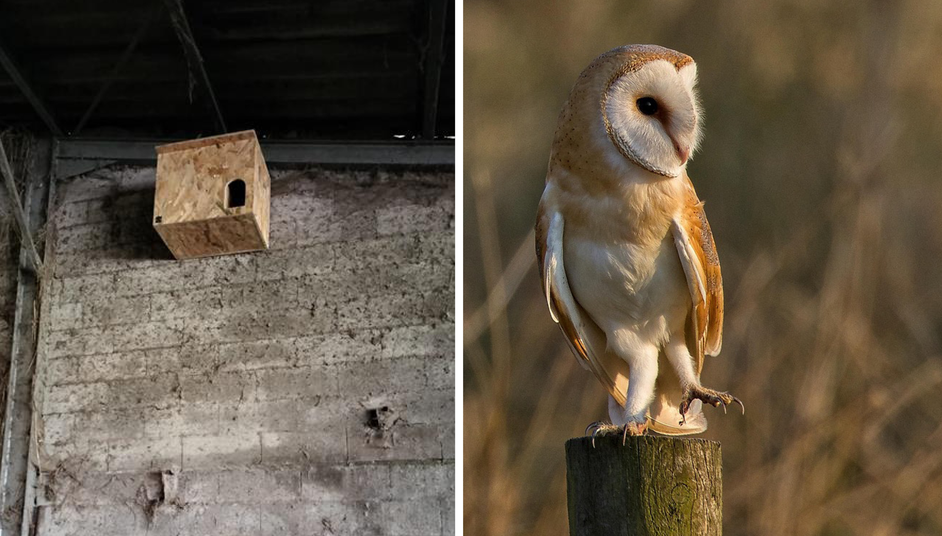 Projet Une chouette un village en Gironde : premiers nichoirs installés dans le Blayais