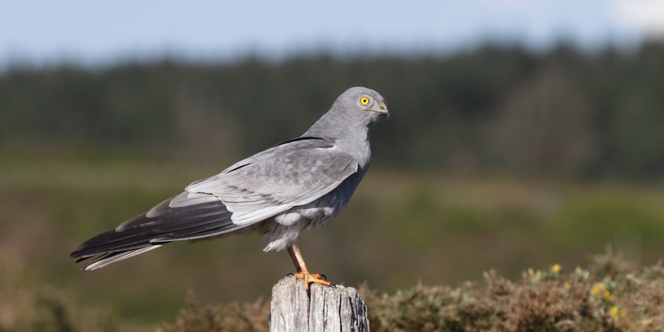 Busard Saint-Martin - LPO (Ligue pour la Protection des Oiseaux) - Agir ...