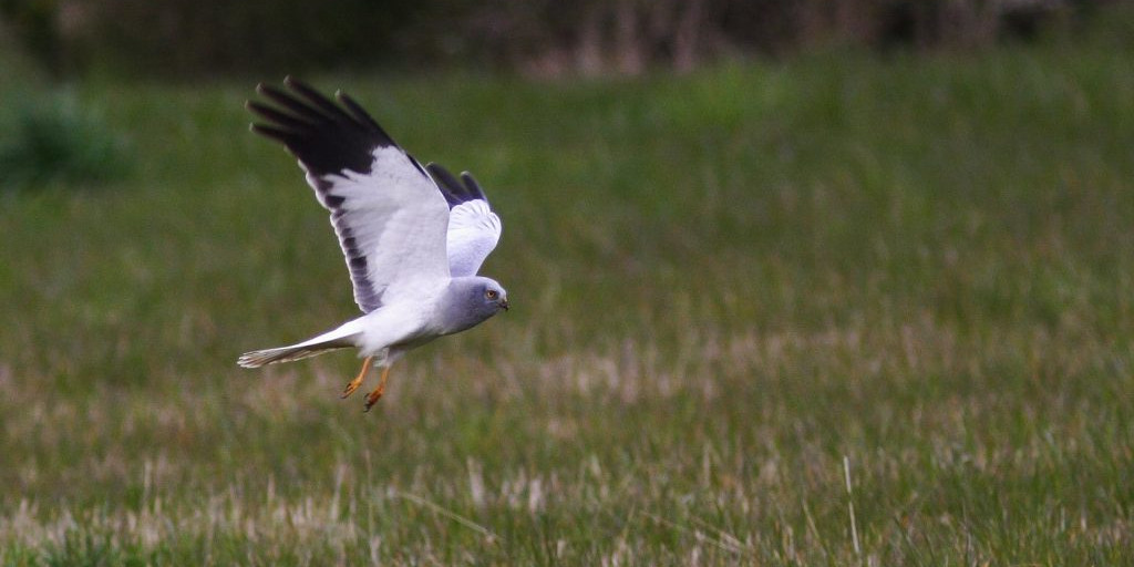 Busard Saint-Martin mâle en vol © LPO Normandie