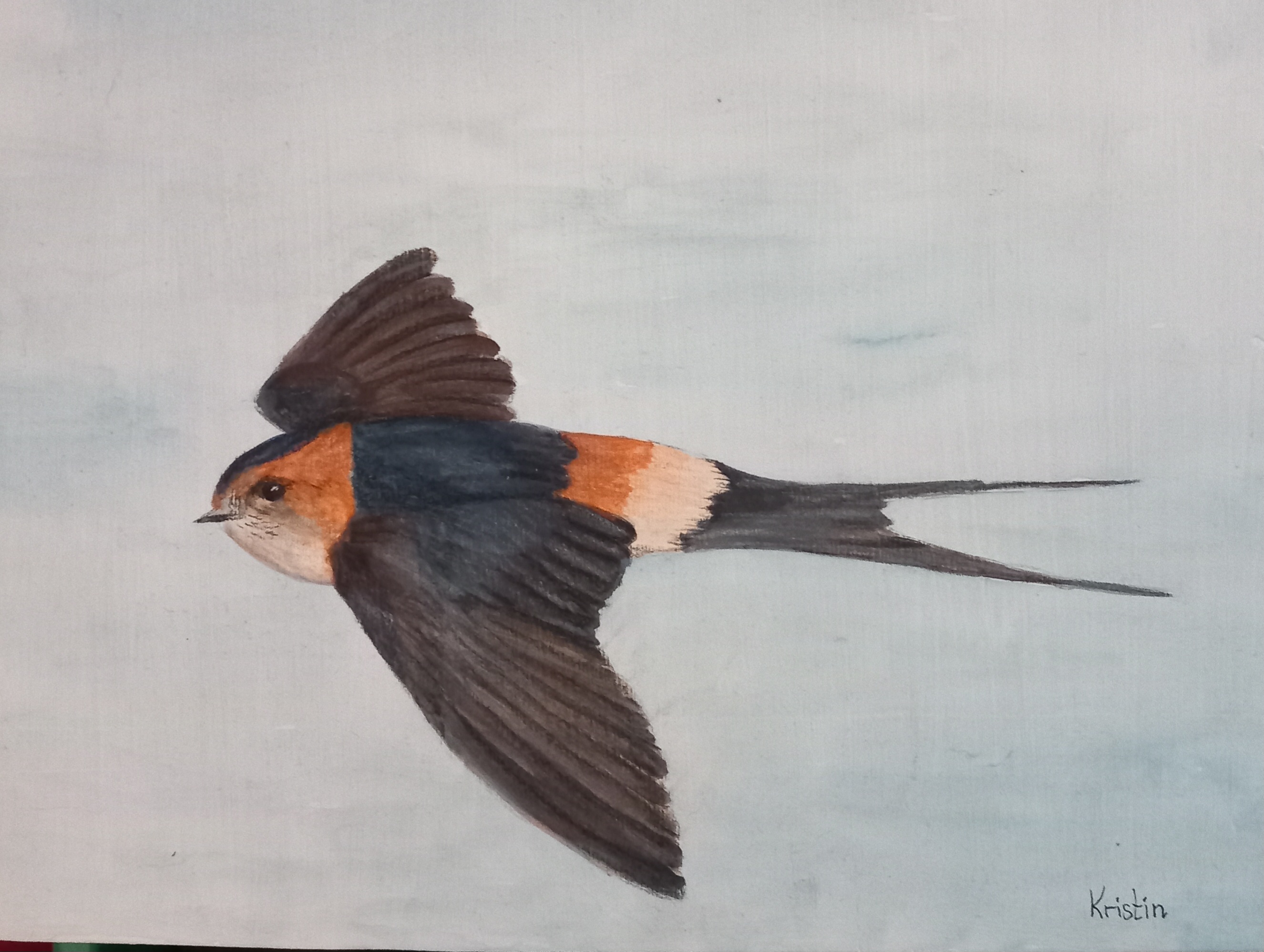 Hirondelle rousseline - Illustration : Kristin Pollen