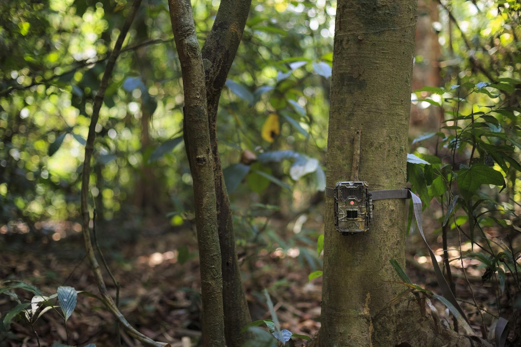 piège photographie accroché au tronc d'un arbre