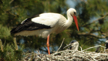 Cigogne blanche