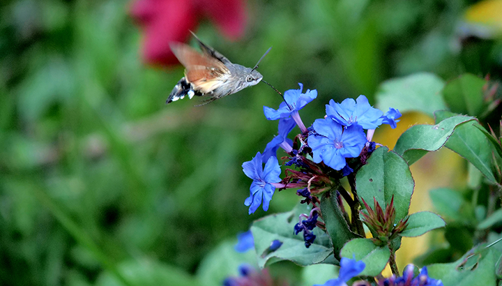 Rallye nature : les insectes