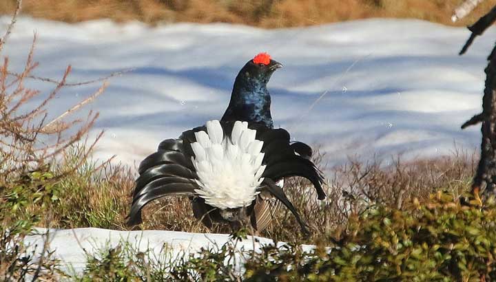 Suspension de la chasse aux Tétras lyre dans les Hautes-Alpes et les Alpes de Haute-Provence