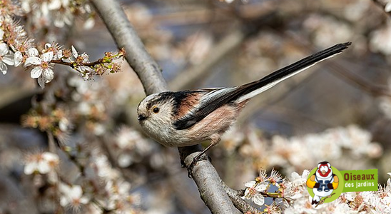 Sortie Oiseaux des jardins