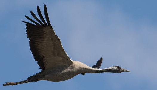 Observation des Grues cendrées