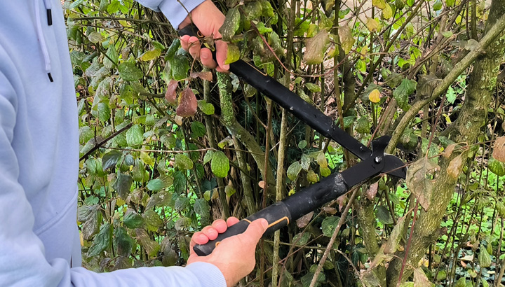 Arbres au repos, taille-haies au boulot !