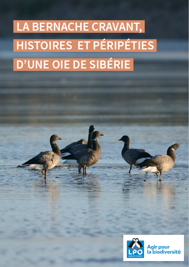 La Bernache cravant, histoires et péripéties d'une oie de Sibérie