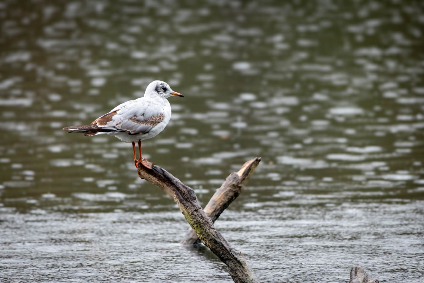 Les oiseaux de l'Évêché