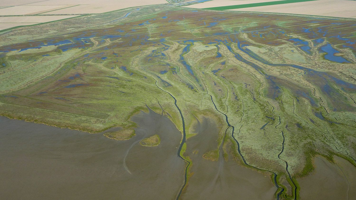 Baie de l’Aiguillon : un chantier unique en Europe pour restaurer les vasières, refuge pour les oiseaux migrateurs