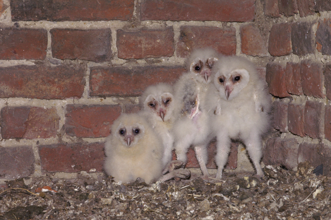 Four young western barn owls inside a brick building, all covered in a thick, white down