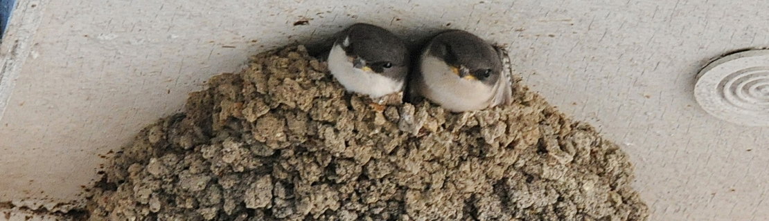 Deux hirondelles de fenêtre sortant du nid