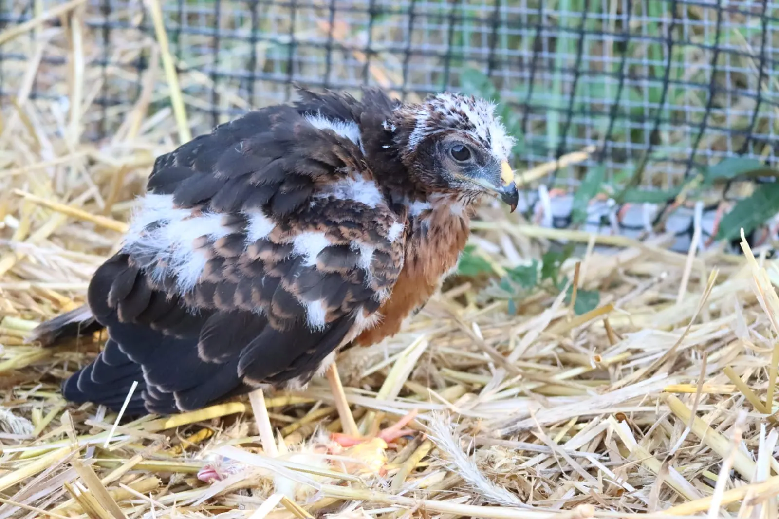 Du sol au ciel : les busards cendrés déploient leurs ailes