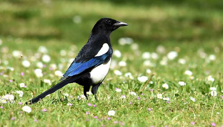 Balade : découvrir la résilience de la nature en milieu urbain