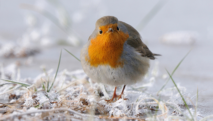 Soirée de Noël | antenne Dordogne