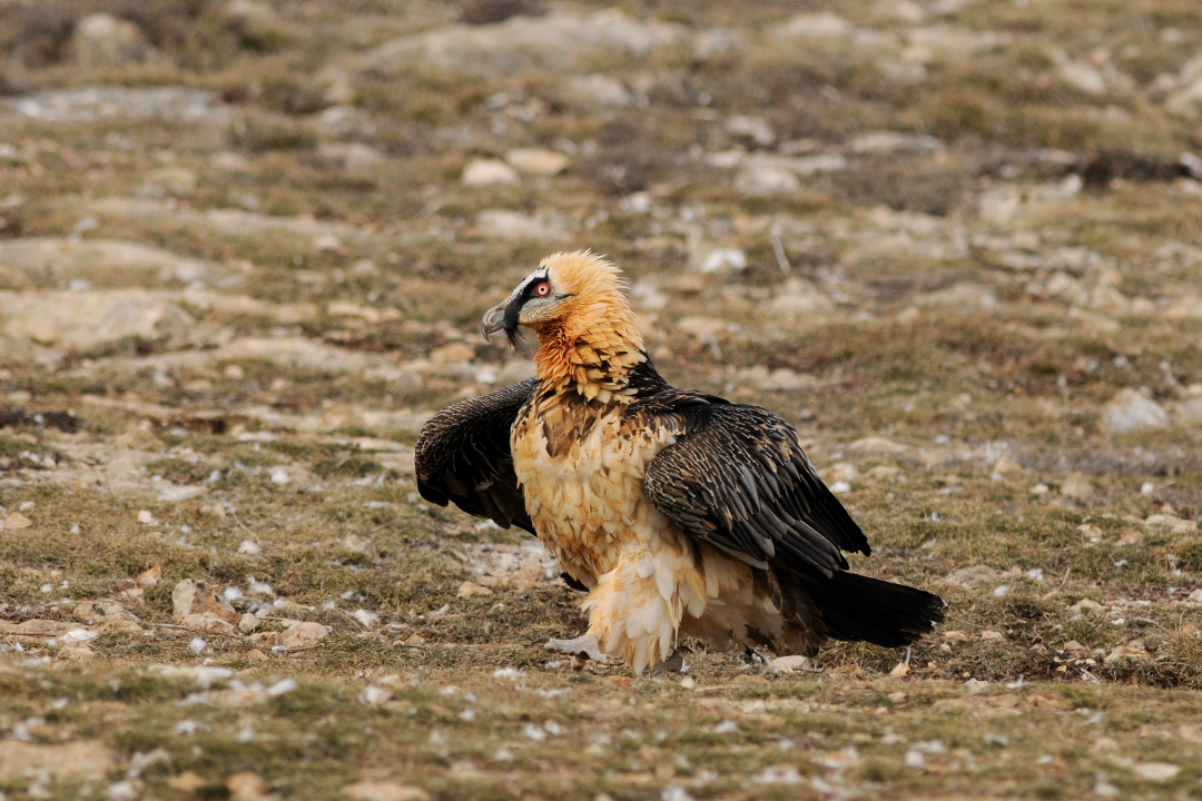 Gypaète barbu posé au sol