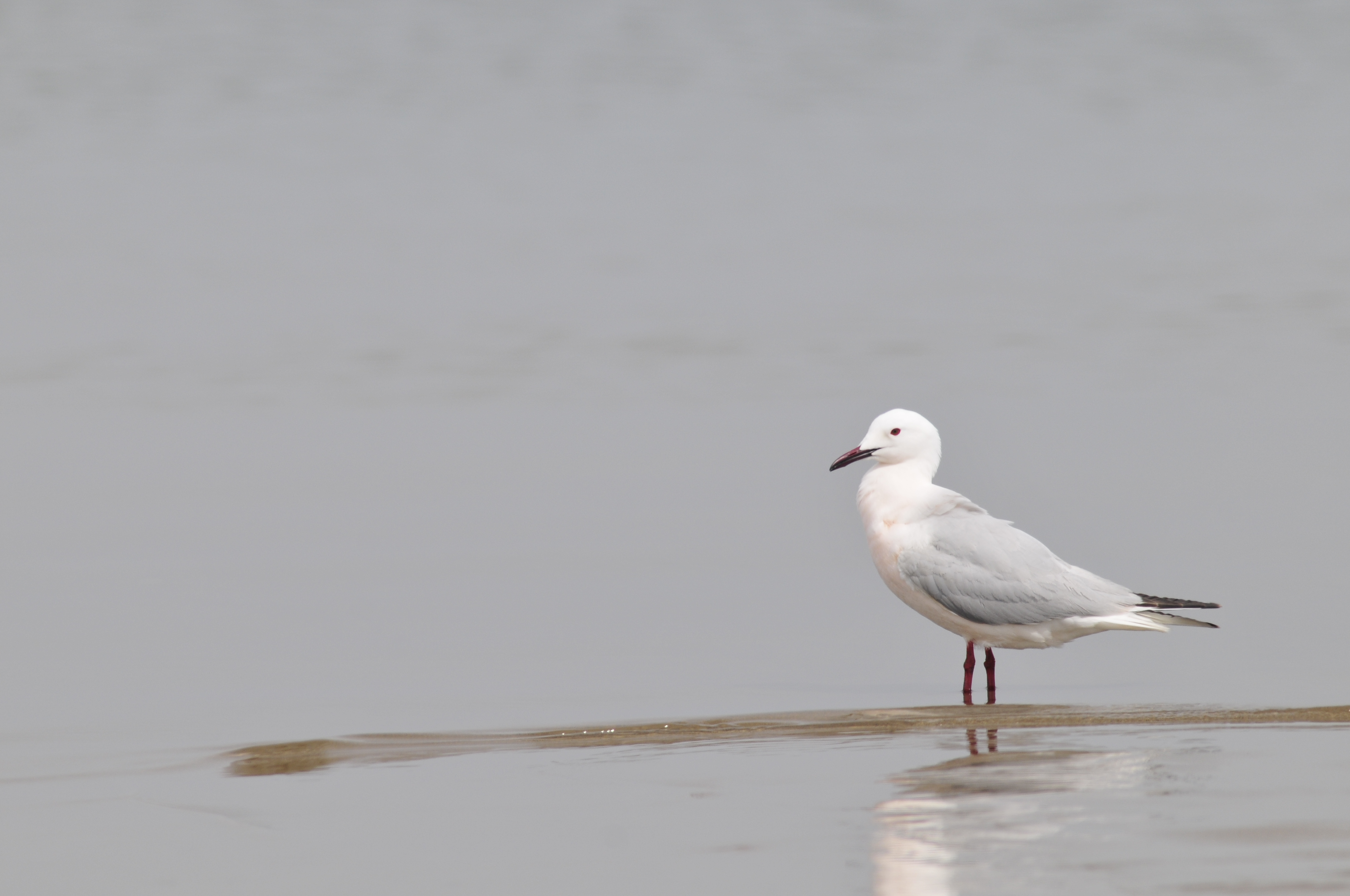 Goéland railleur et Athérine