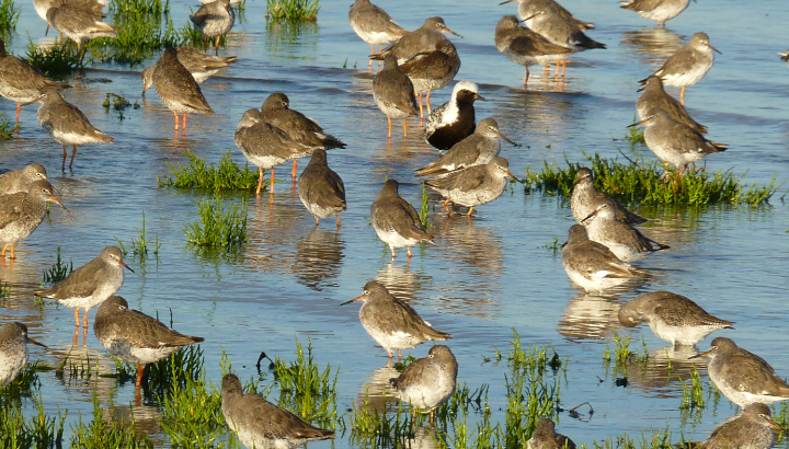 Visite 40 ans de la réserve naturelle de Moëze-Oleron