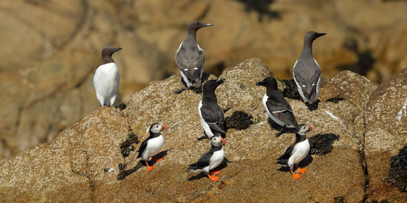Aujourd’hui, c’est la journée mondiale des oiseaux marins