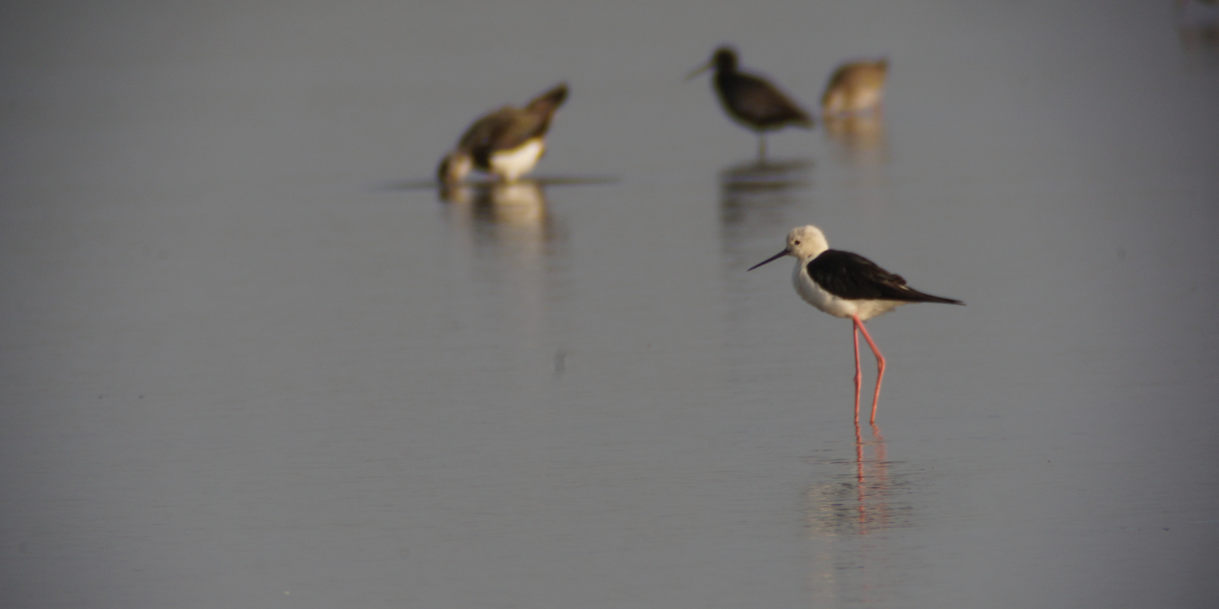 Au coeur de la réserve naturelle de Moëze-Oléron
