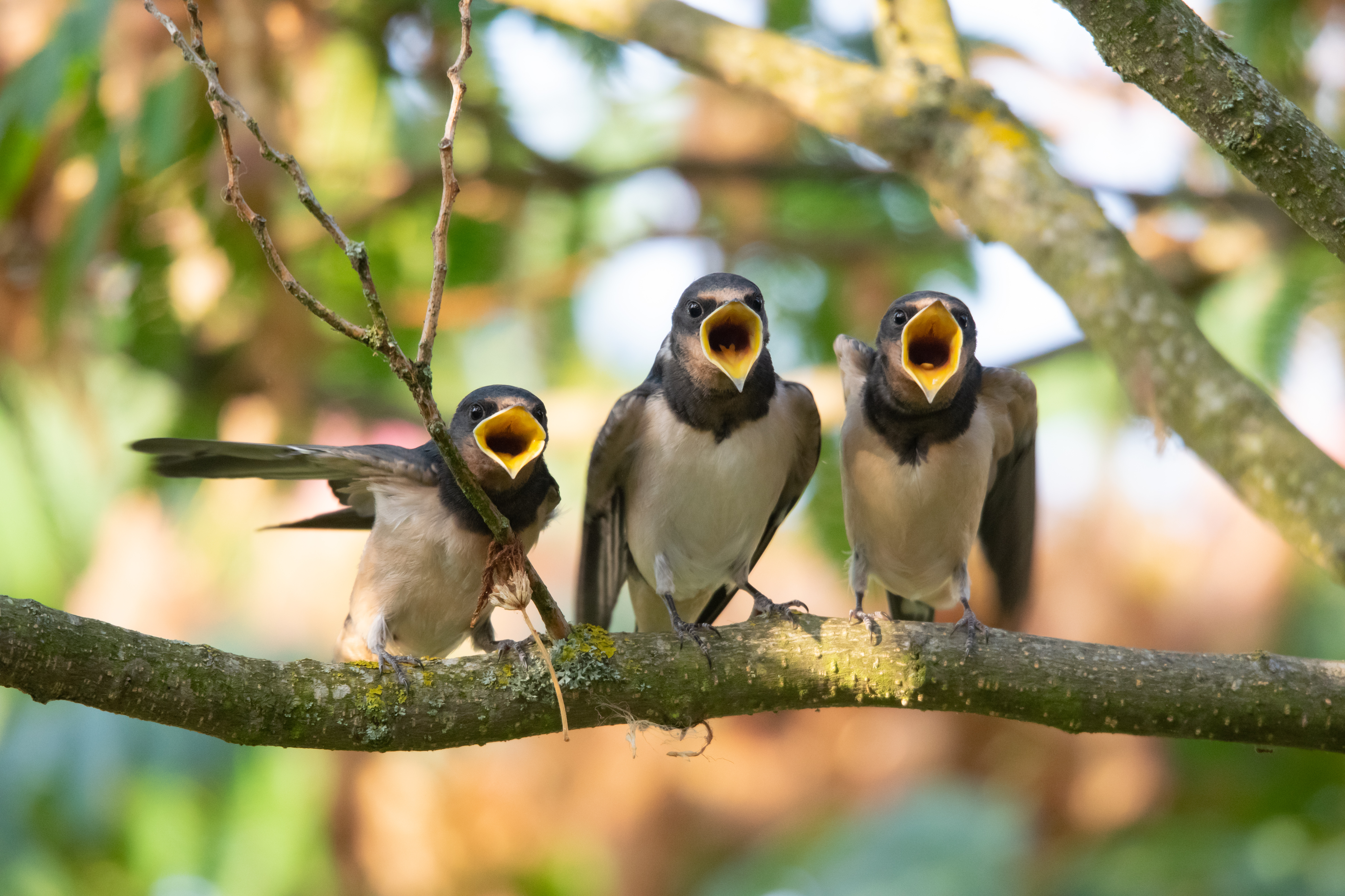 Conférence Hirondelles et Martinets