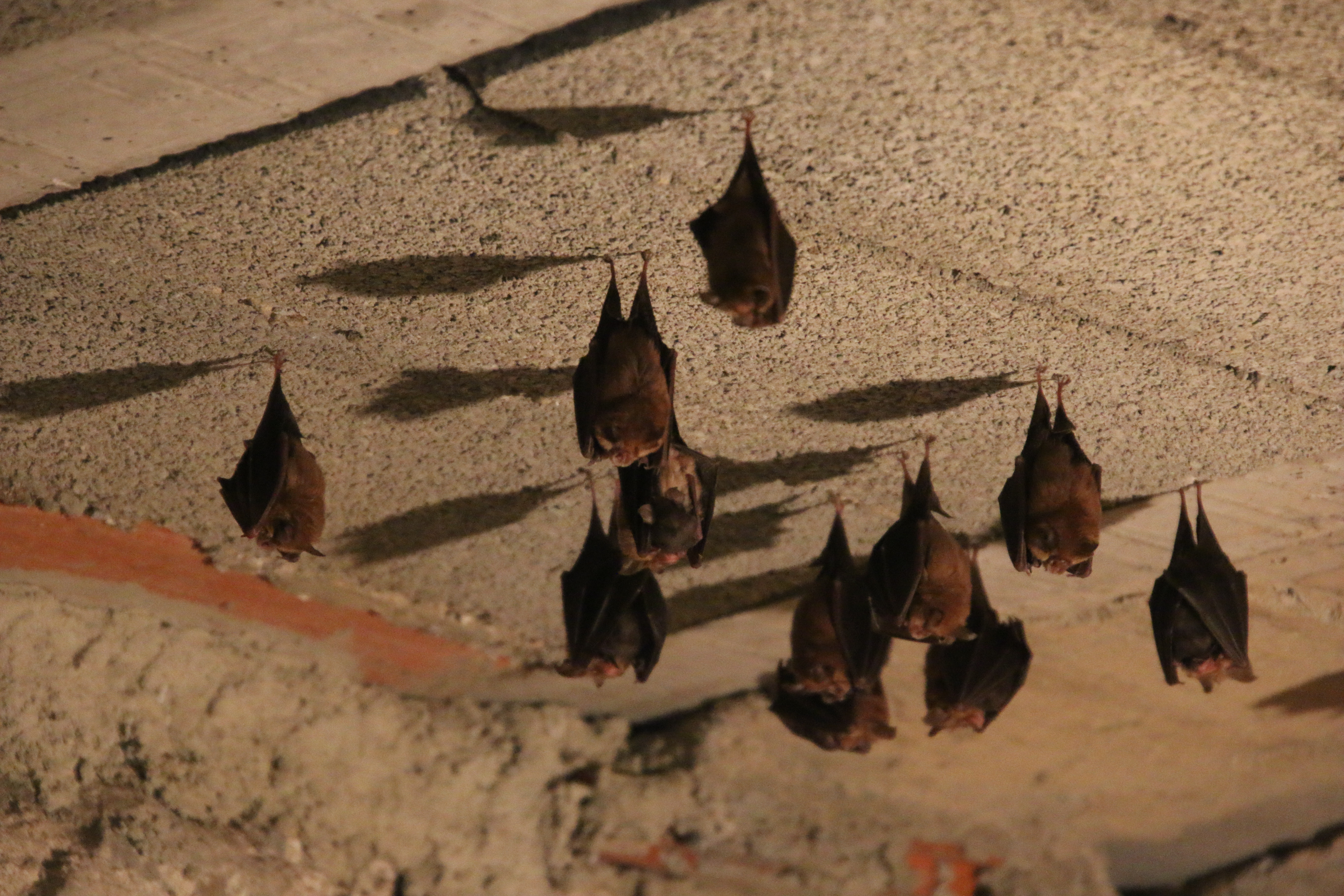 Petit monde de la nuit Chauves-souris
