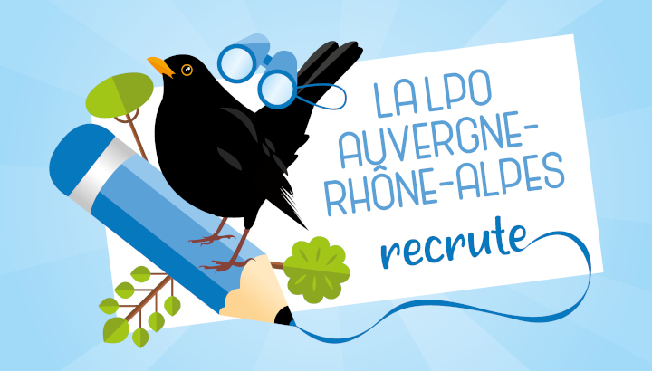 Illustration « la LPO Auvergne-Rhône-Alpes recrute » représentant un merle noir posé sur un crayon