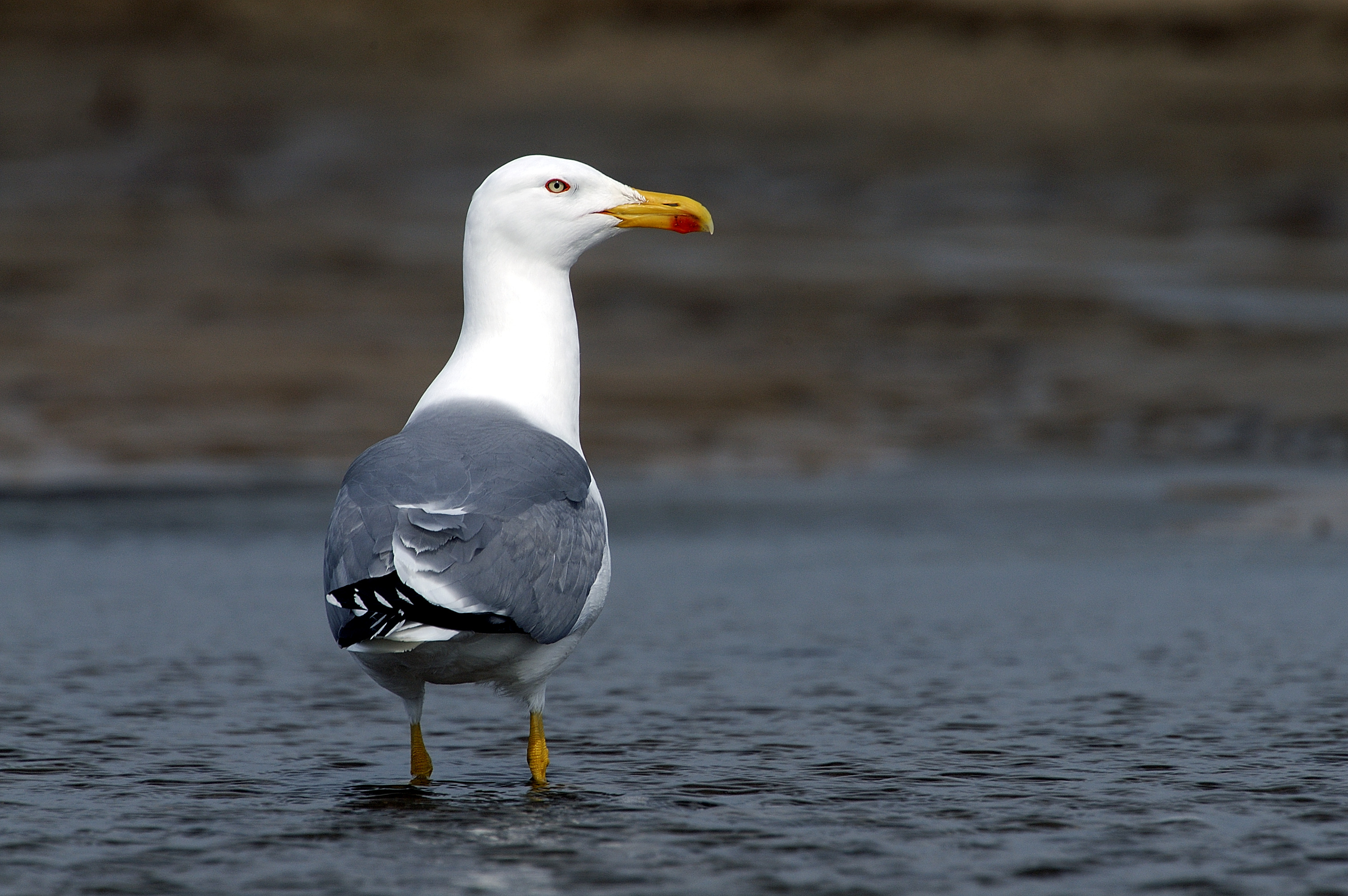Goéland leucophée et Chinchard commun