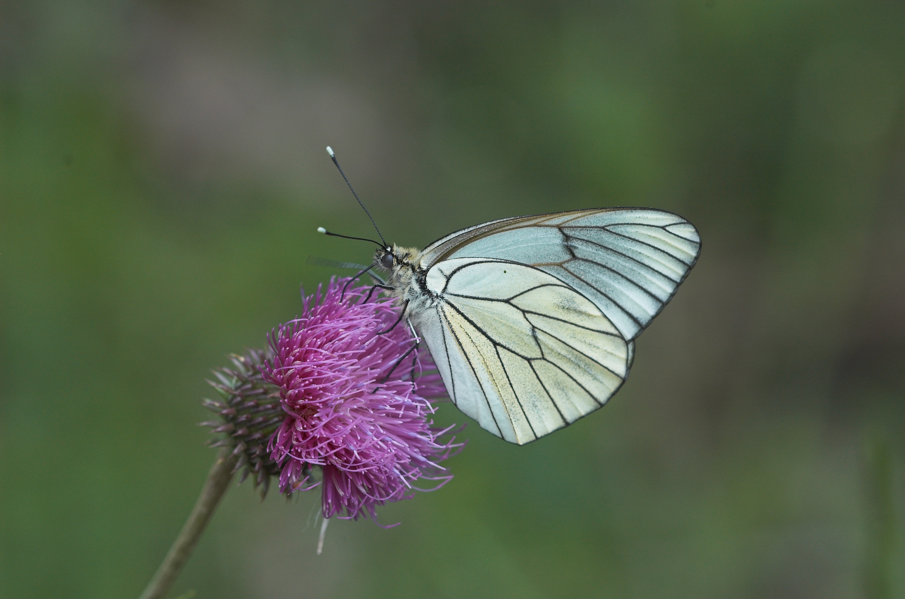 La Nature a des ailes