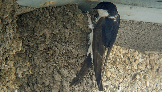 Journée Biodiversité et Hirondelles