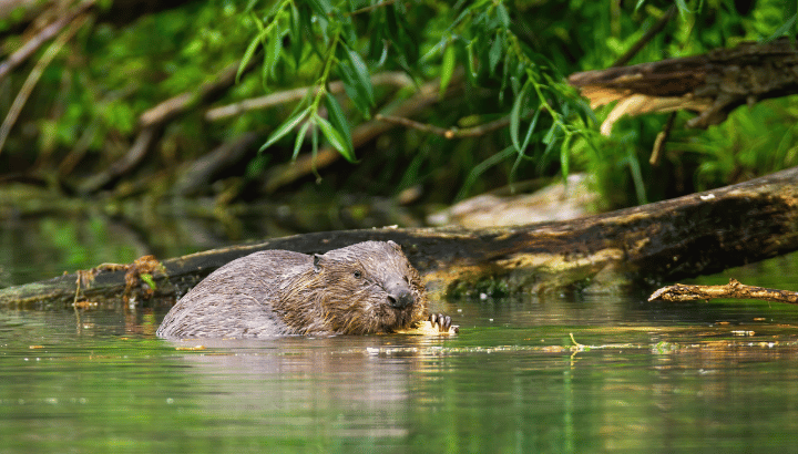 Journée de la Biodiversité au Festival de la Transition Écologique et Numérique
