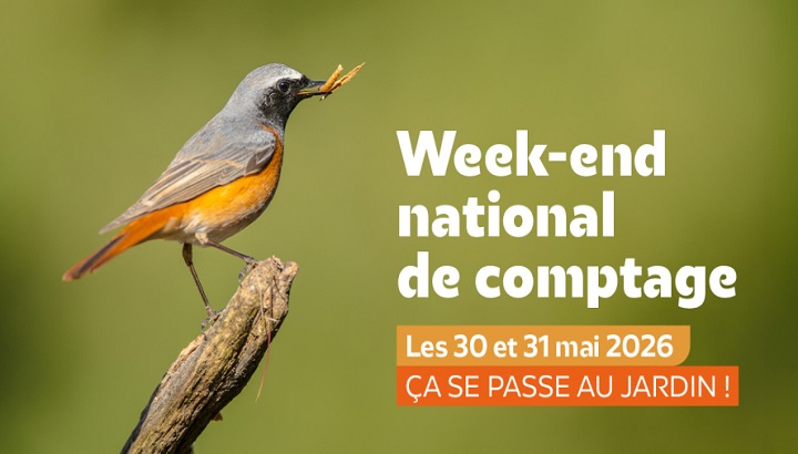 Initiation au comptage des oiseaux des jardins