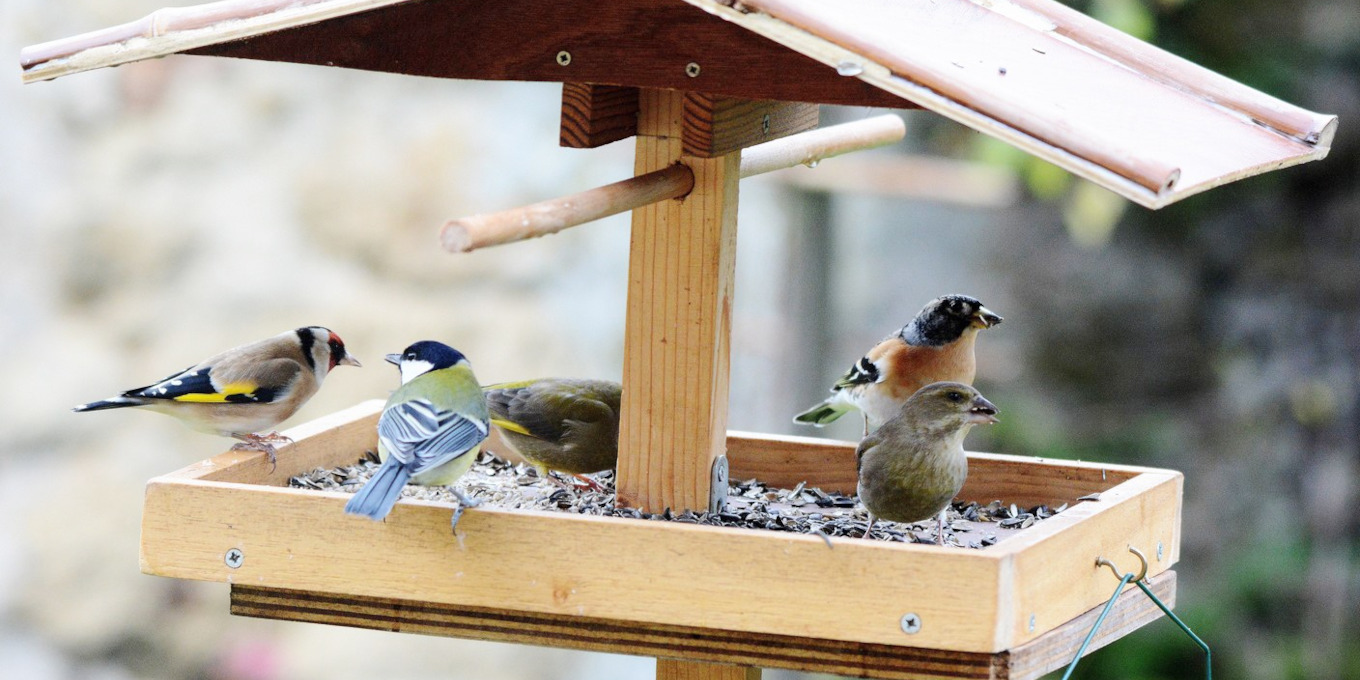 Oiseaux à la mangeoire
