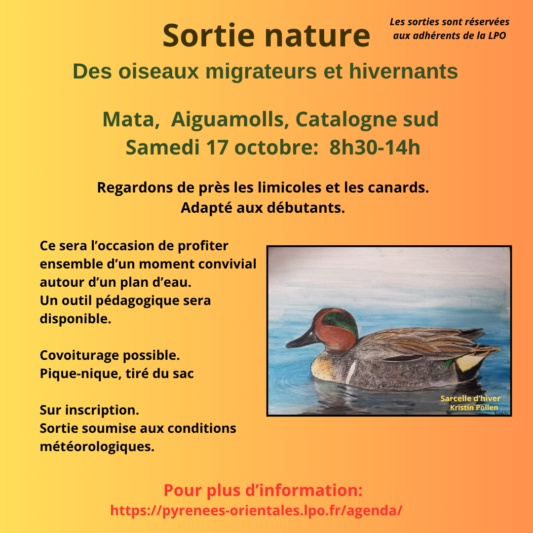 Les oiseaux migrateurs et les hivernants à Aiguamolls