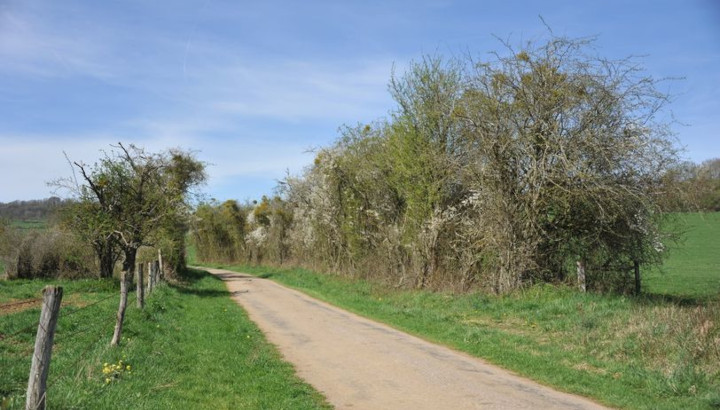 Agriculteurs : plantez des haies