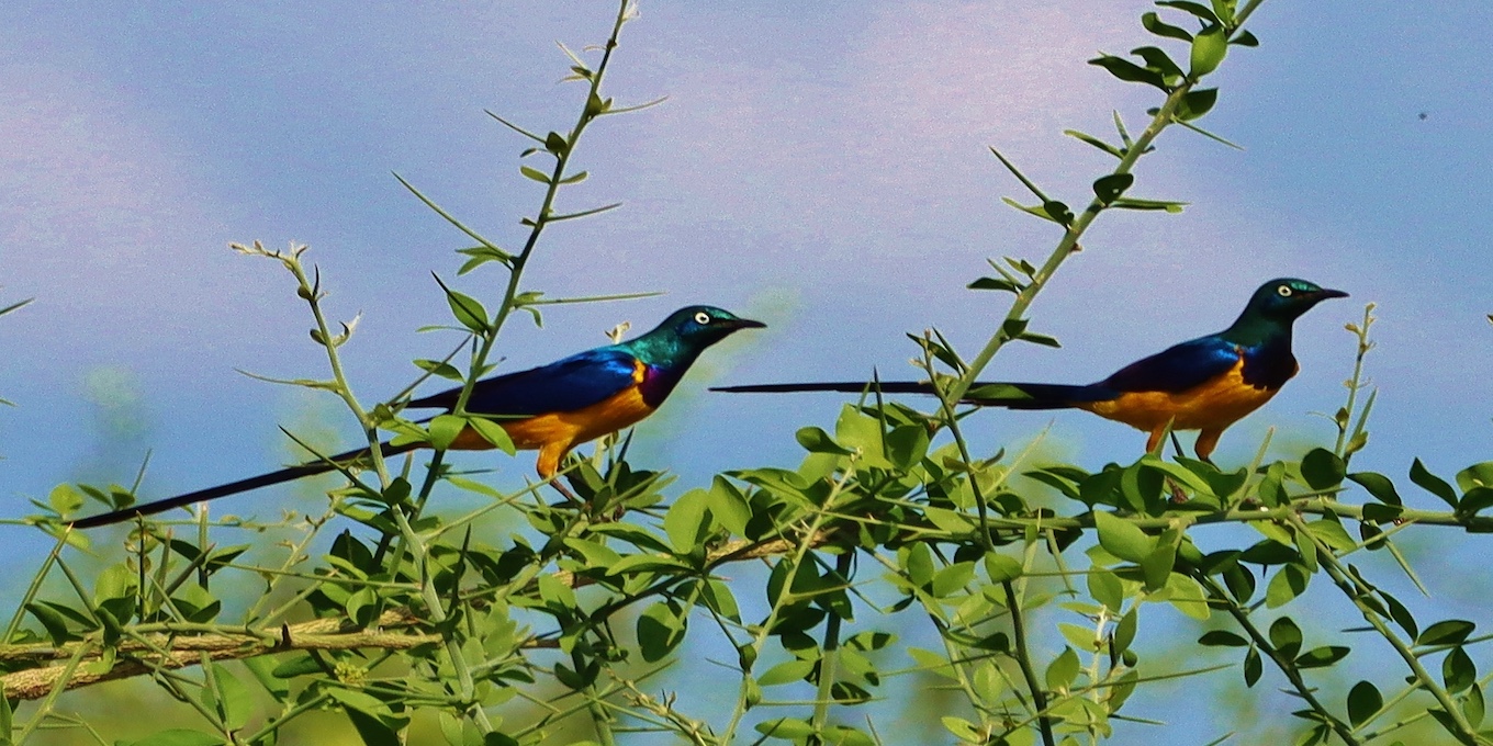 Les Oiseaux d'Abyssine : conférence - LPO (Ligue pour la Protection des ...