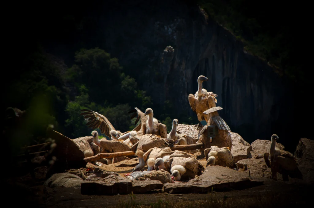 A la rencontre des maîtres du ciel ardéchois