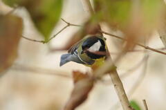 Mésange charbonnière, Pierre Rigou